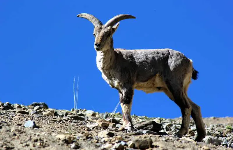 Blue Sheep
