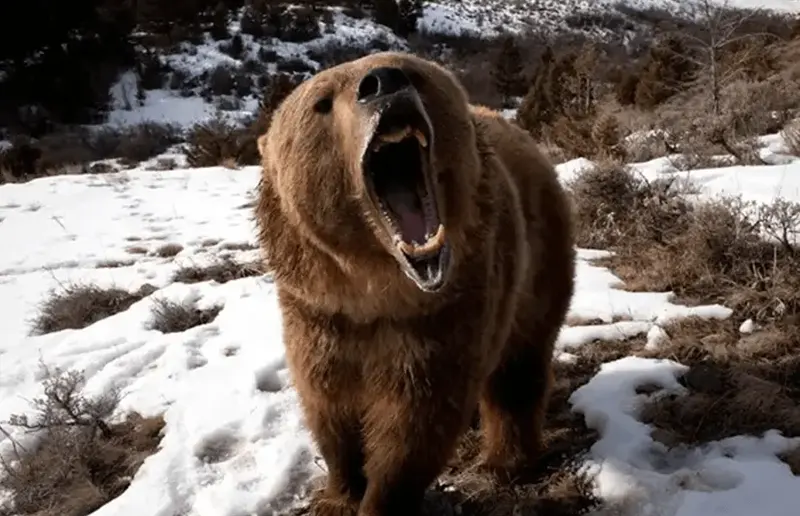 Himalayan Brown Bears