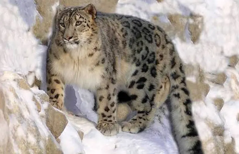 Snow Leopard