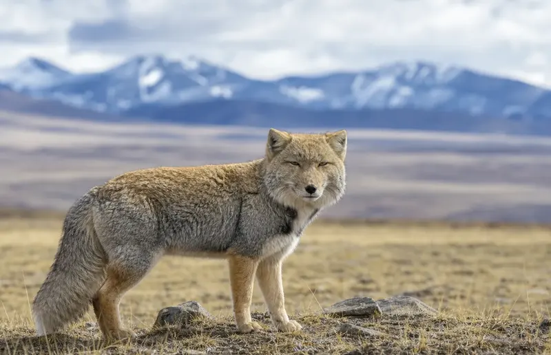 Tibetan Fox