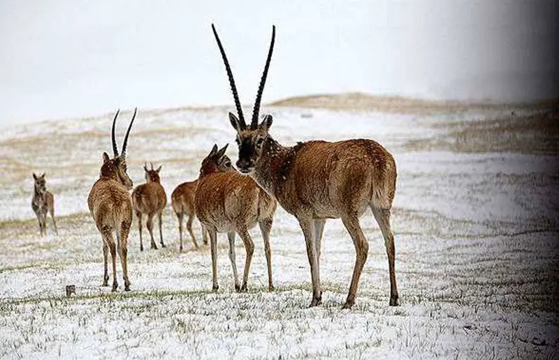 Tibetan Gazelle