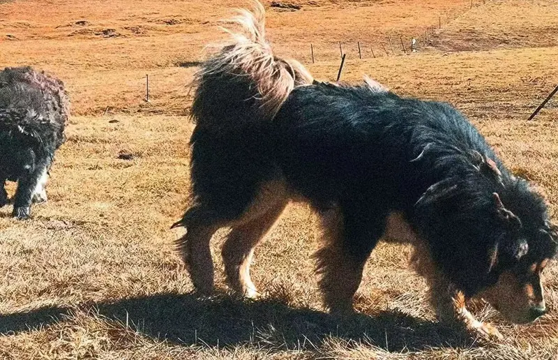 Tibetan Mastiffs