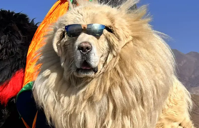Tibetan Mastiffs
