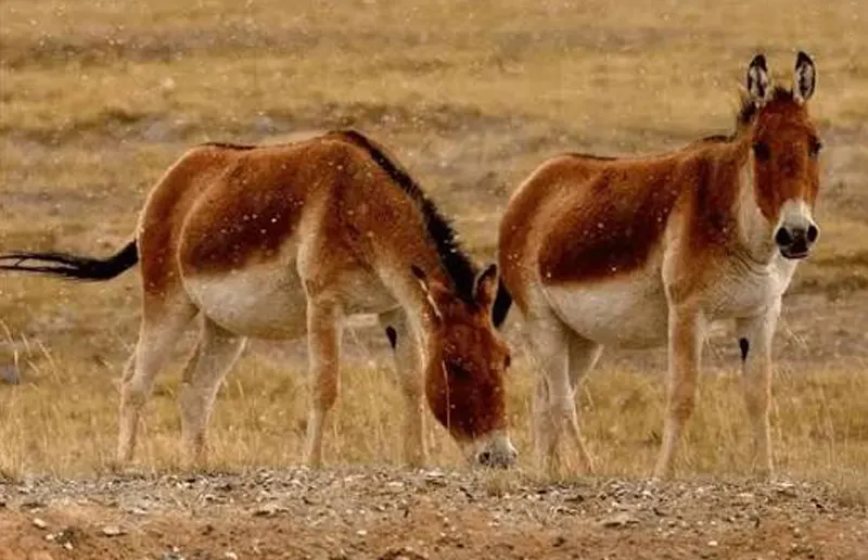 Tibetan Wild Ass