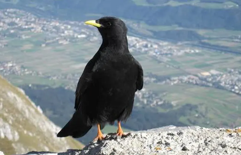 Yellow-Billed Chough