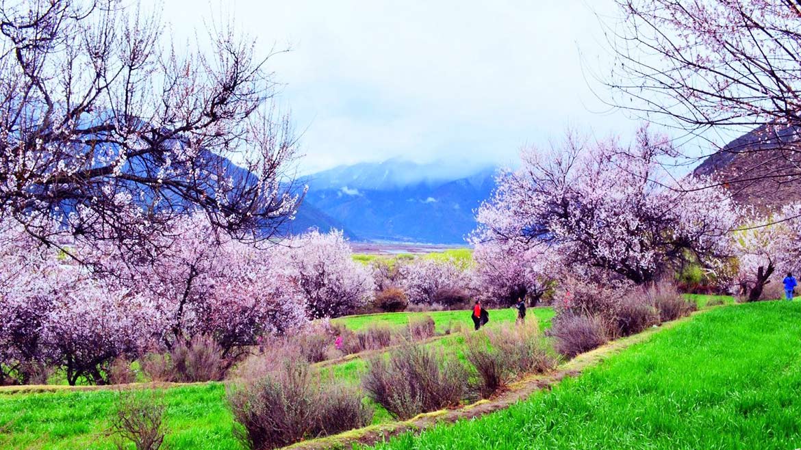 Nyingchi Peach Blossom Nyingchi Peach Blossom