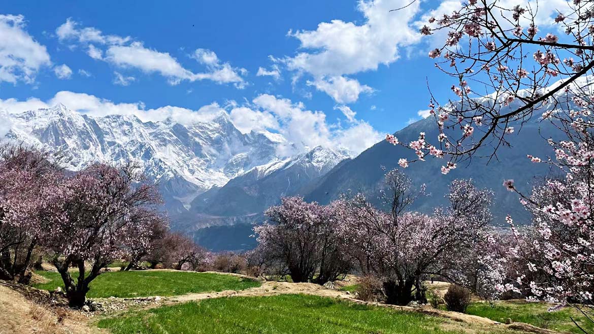 Gala Peach Blossom Village