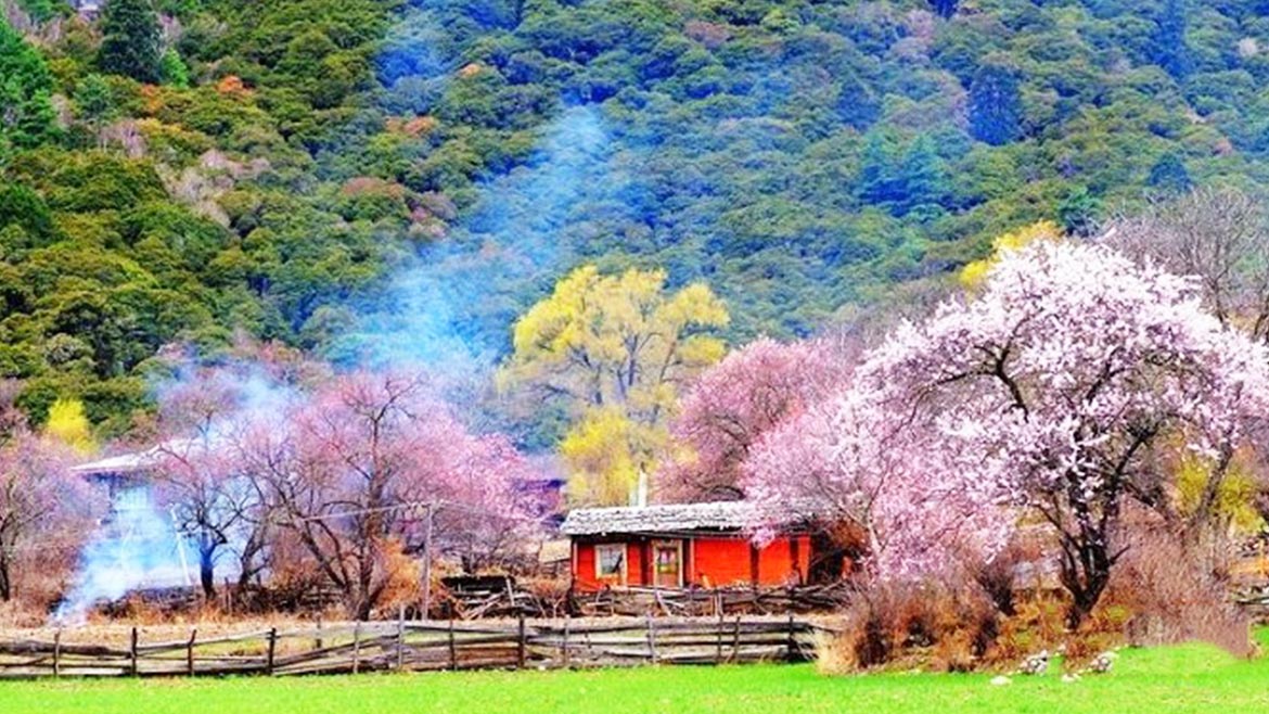 Nyingchi Peach Blossom Festival