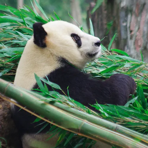Chengdu Tibet Tour