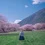 Incredible Tibet Trip Featuring Peach Blossoms in Nyingchi 