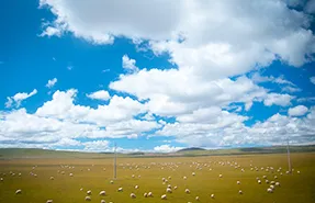 Tibetan Sheep