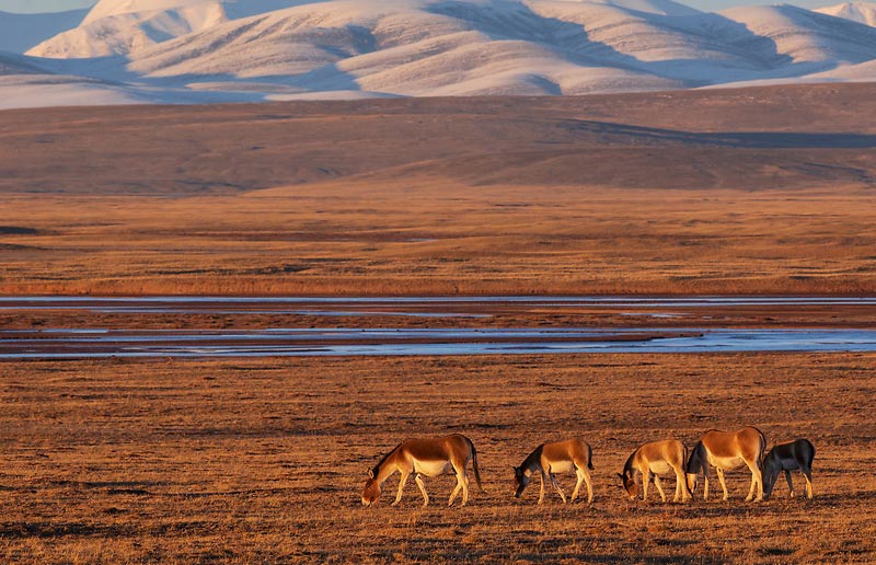 Kekexili Nature Reserve