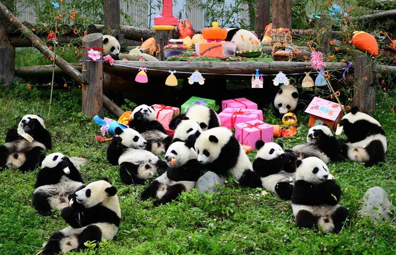 Research Base of Giant Panda Breeding