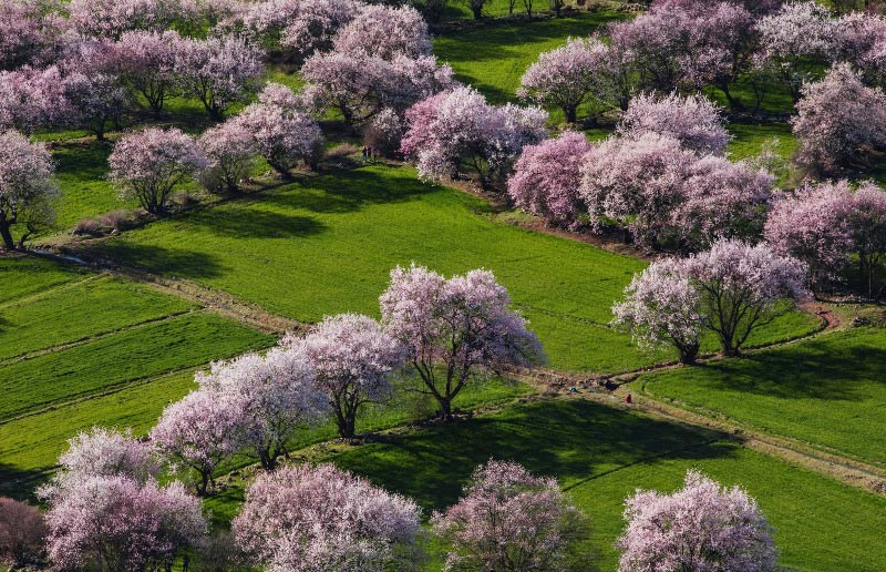 Nyingchi Peach Blossom Festival