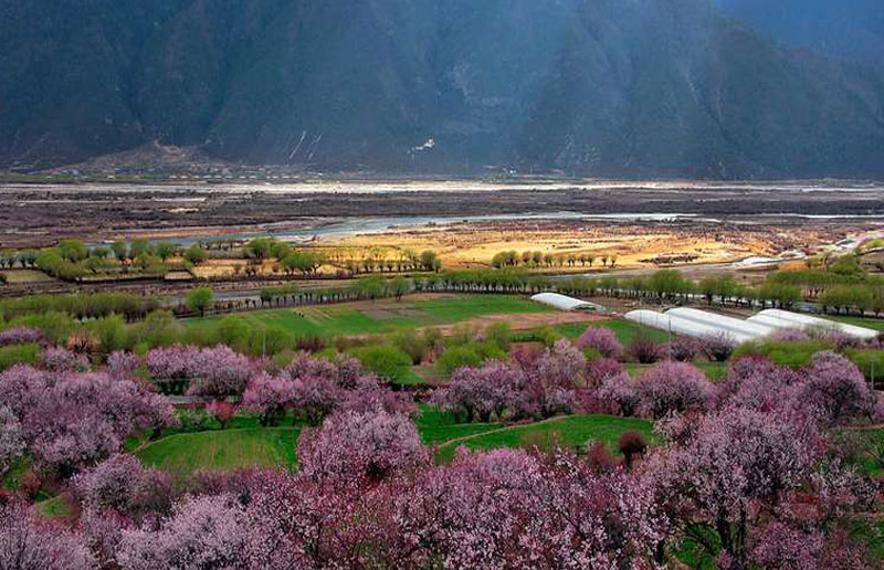Nyingchi Peach Blossom Festival