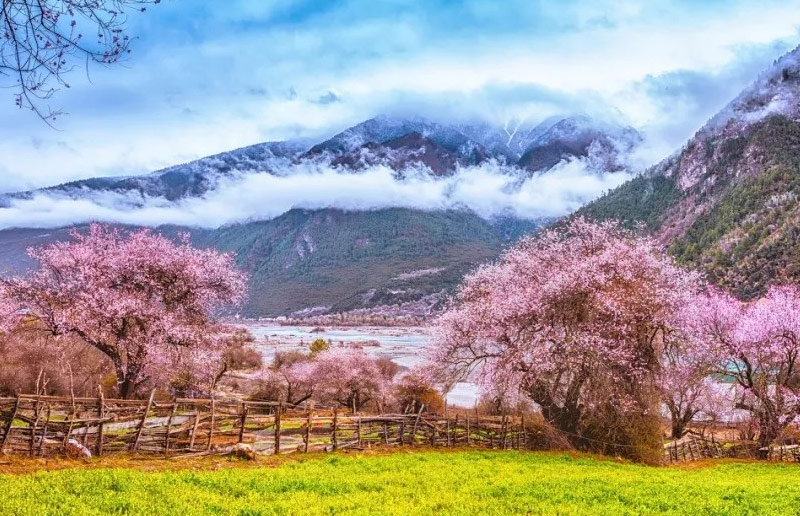 Nyingchi Peach Blossom Festival