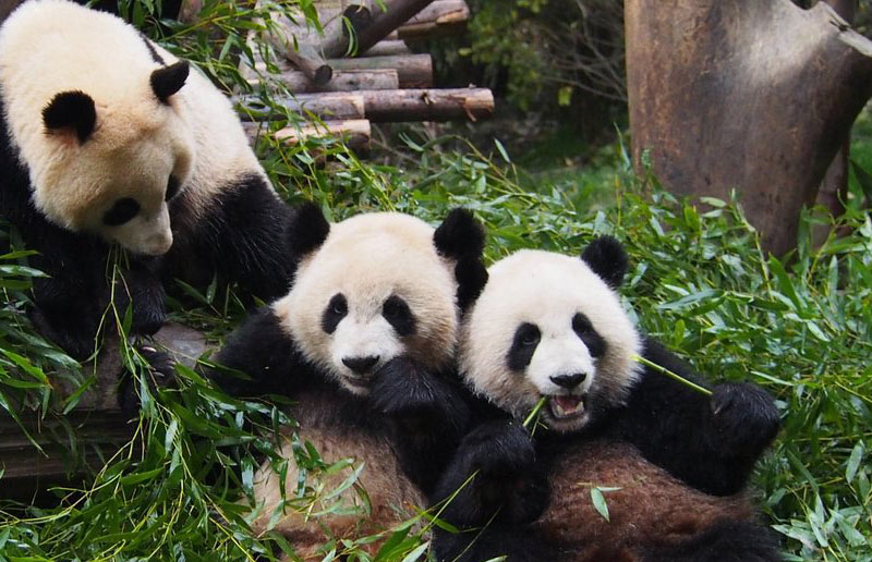 Chengdu Panda Base