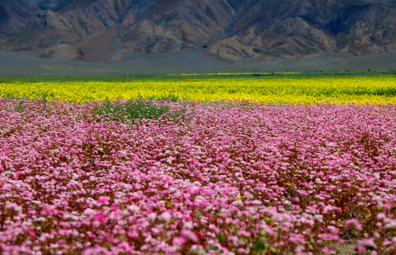 Buckwheat Flower