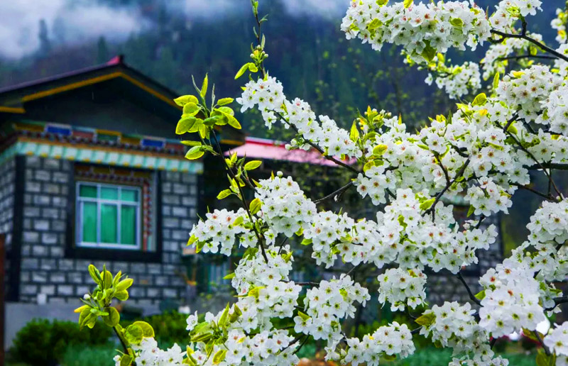 Pear Flower