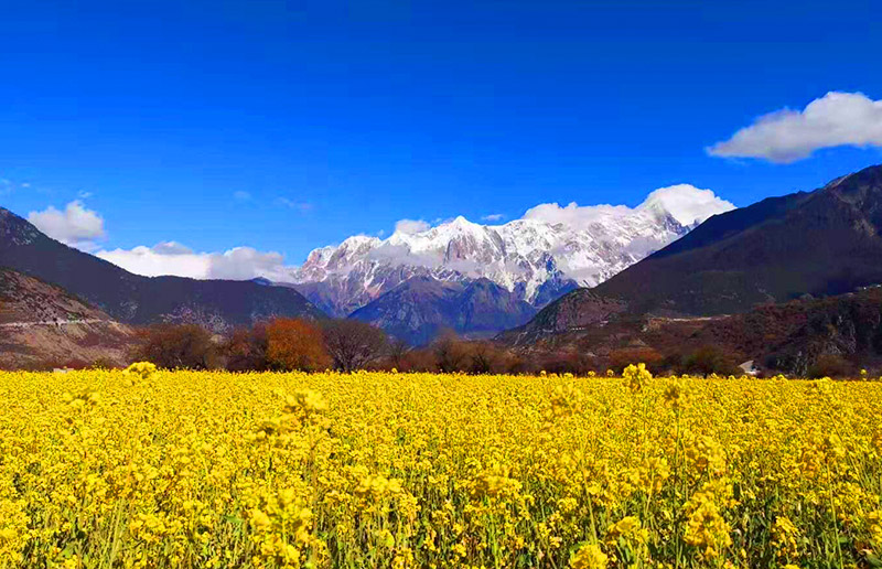 Rape Flower