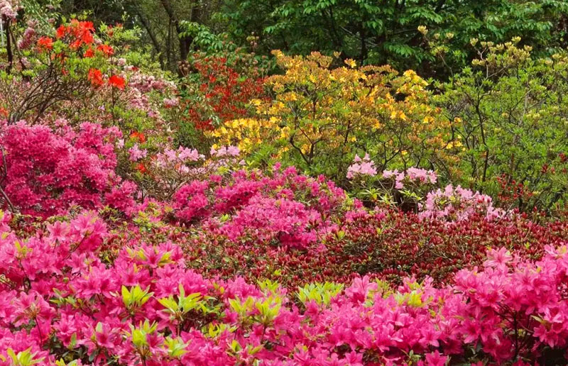 Rhododendron