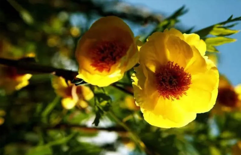Rhubarb Peony