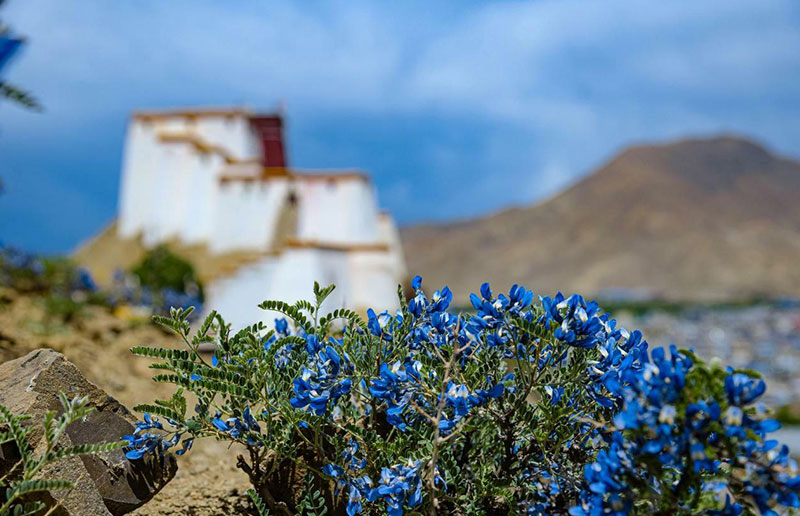Shigatse Spring