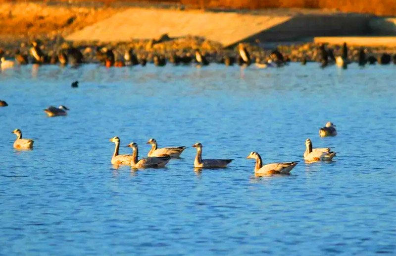 Bird Watching Tour in Tibet