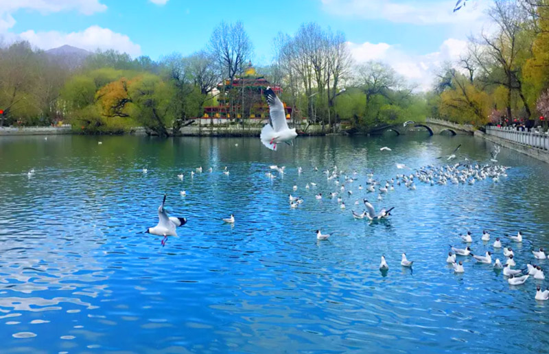 Bird Watching Tour in Tibet
