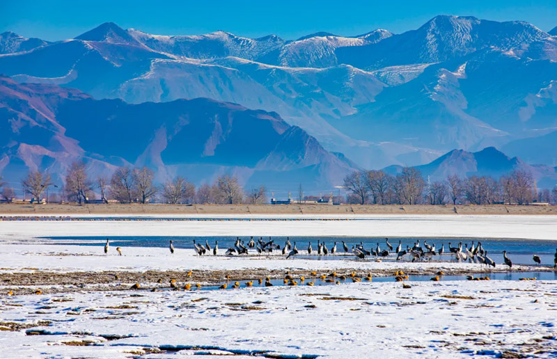Bird Watching Tour in Tibet
