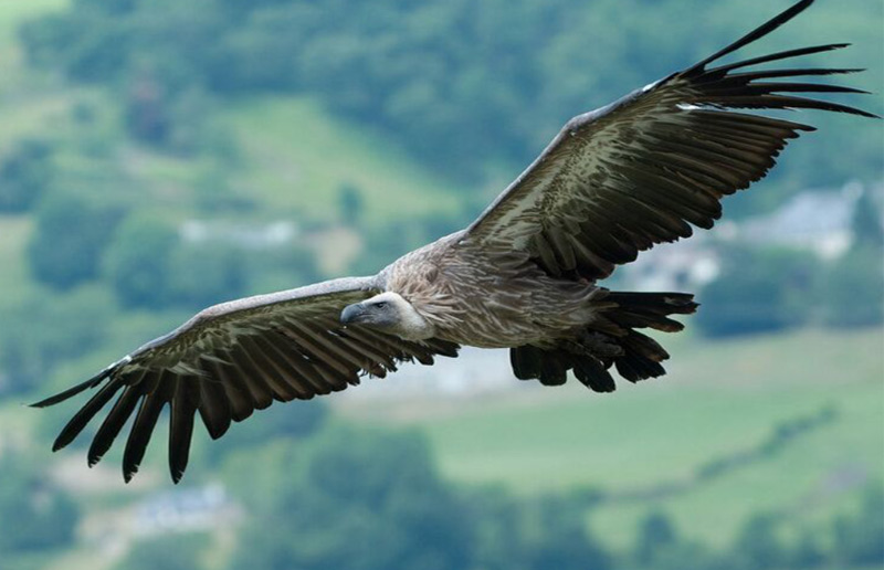Vultures of Sky Burial